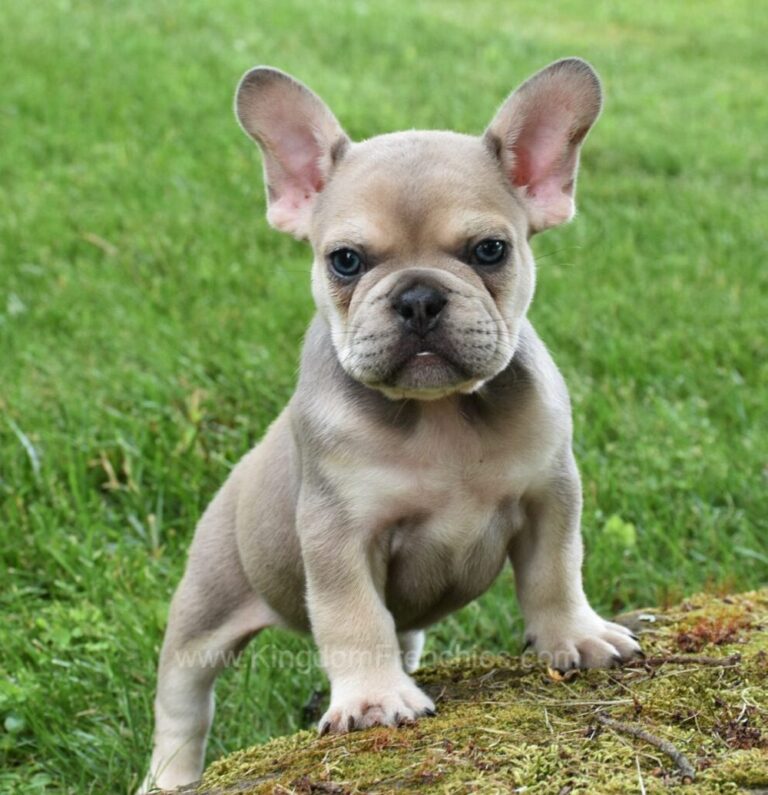 fawn frenchie puppy with tan points