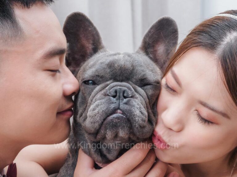 Blue frenchie sharing kiss with its owner