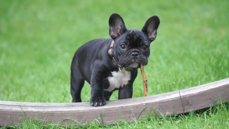 Blue French Bulldogs: Everything You Need to Know cover image