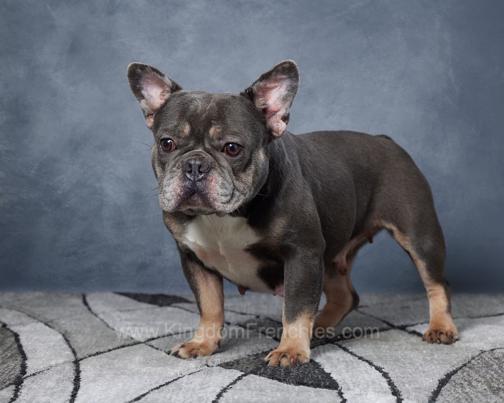 Blue French Bulldogs Bobby is standing