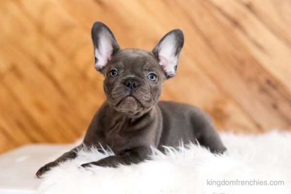 Image of Fern, a French Bulldog puppy