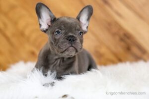 chocolate frenchie sitting