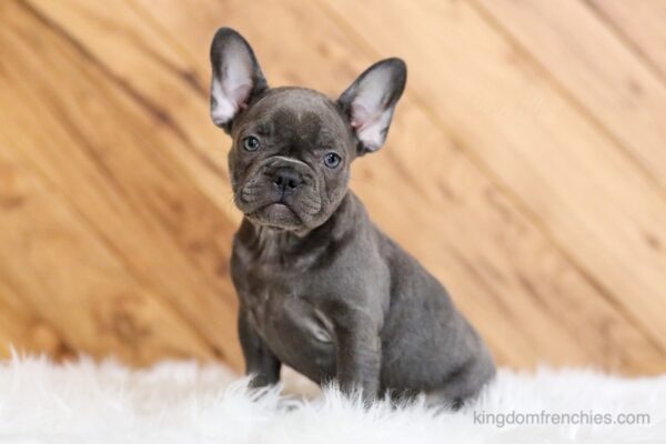 Image of Flora, a French Bulldog puppy