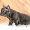 Image of Gabby, a French Bulldog puppy