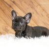 Image of Gabby, a French Bulldog puppy