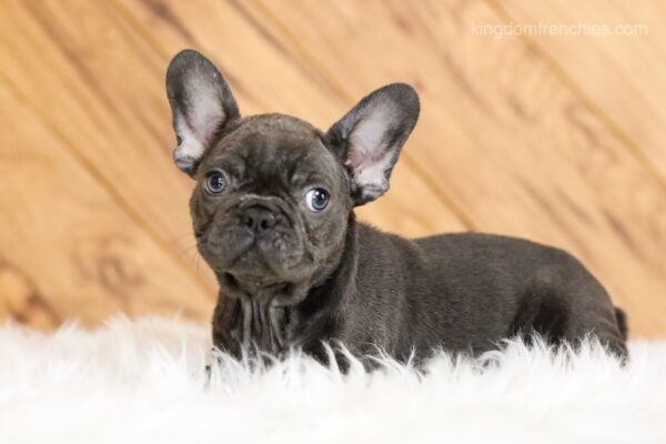 Image of Gabby, a French Bulldog puppy