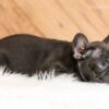 Image of Gabby, a French Bulldog puppy