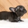 Image of Gabby, a French Bulldog puppy