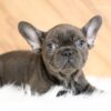 Image of Gabby, a French Bulldog puppy