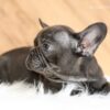 Image of Gabby, a French Bulldog puppy