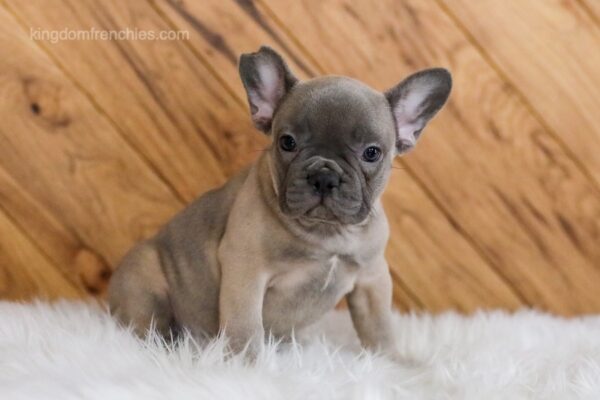 Image of Helga, a French Bulldog puppy