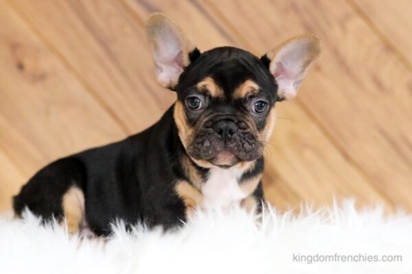 Image of Henry, a French Bulldog puppy