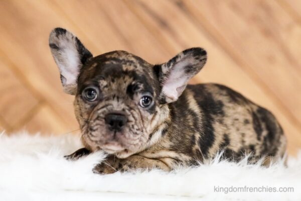 Image of Holly, a French Bulldog puppy