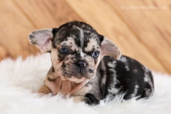 Image of Joker, a French Bulldog puppy