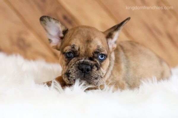 Image of Kyler, a French Bulldog puppy