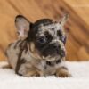 Image of Lady, a French Bulldog puppy