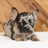 Image of Lady, a French Bulldog puppy