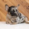 Image of Lady, a French Bulldog puppy