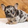 Image of Lady, a French Bulldog puppy