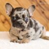 Image of Lady, a French Bulldog puppy