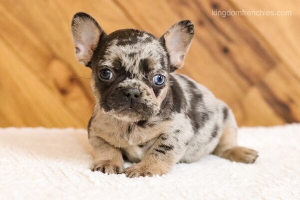 Image of Lady, a French Bulldog puppy