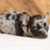 Image of Lady, a French Bulldog puppy