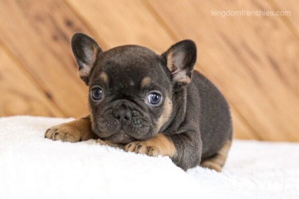 Image of Lilly, a French Bulldog puppy