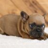 Image of Lukas, a French Bulldog puppy