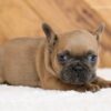 Image of Lukas, a French Bulldog puppy