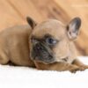 Image of Lukas, a French Bulldog puppy