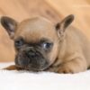 Image of Lukas, a French Bulldog puppy