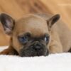 Image of Lukas, a French Bulldog puppy