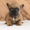 Image of Lukas, a French Bulldog puppy