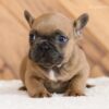 Image of Lukas, a French Bulldog puppy