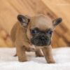 Image of Lukas, a French Bulldog puppy