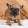 Image of Lukas, a French Bulldog puppy