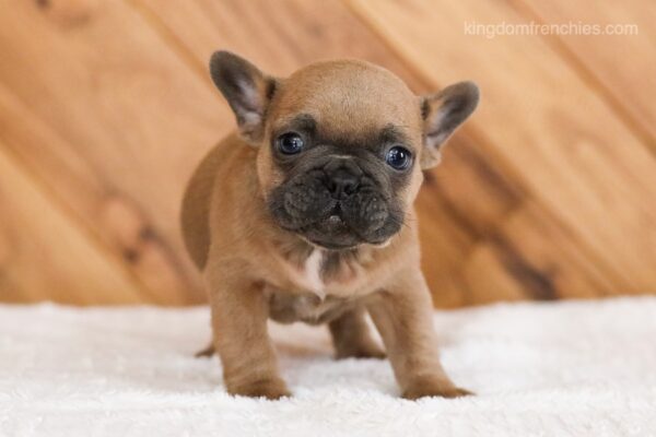 Image of Lukas, a French Bulldog puppy