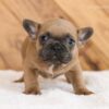 Image of Lukas, a French Bulldog puppy