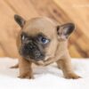 Image of Lukas, a French Bulldog puppy