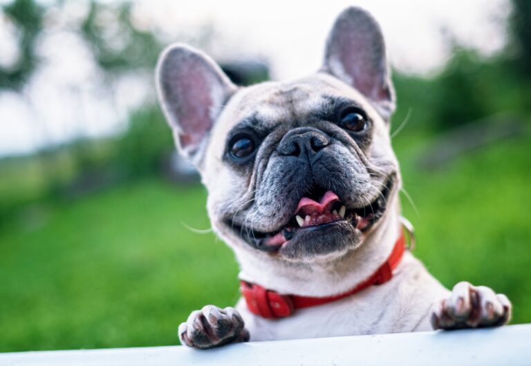 french bulldog lifespan: how long do frenchies live - cover photo