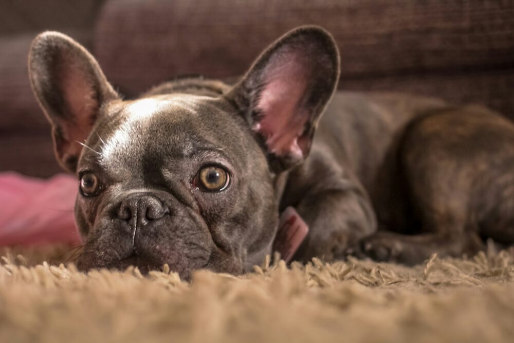 adult black French bulldog lying