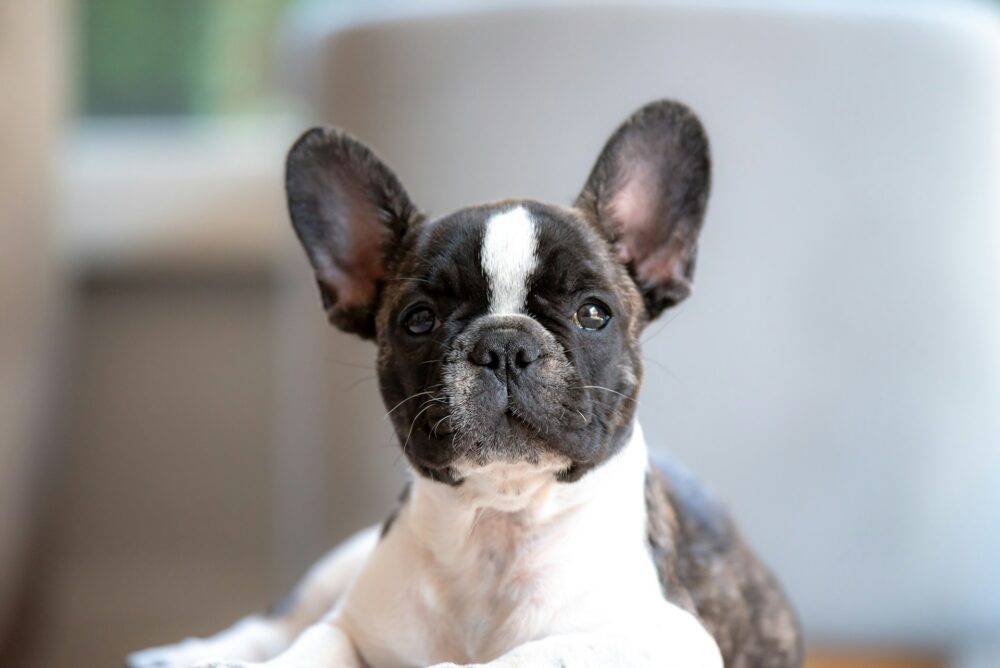 short-coated white and black french bulldog