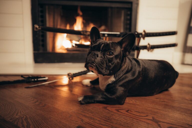 french bulldog is sitting next to the fireplace