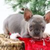 Image of Claus, a French Bulldog puppy