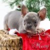 Image of Claus, a French Bulldog puppy