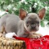 Image of Claus, a French Bulldog puppy