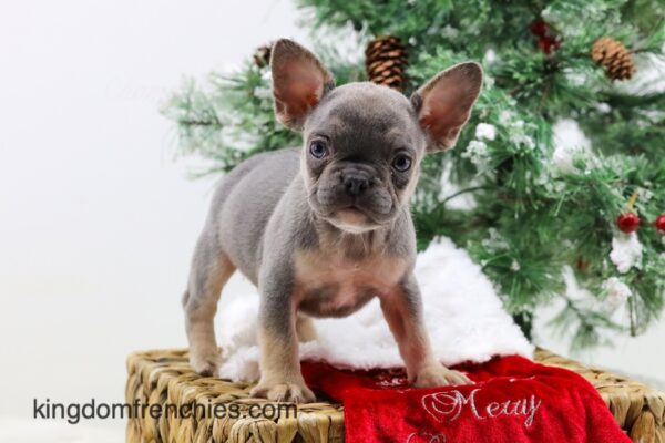 Image of Claus, a French Bulldog puppy