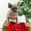 Image of Claus, a French Bulldog puppy