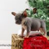 Image of Claus, a French Bulldog puppy