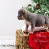 Image of Claus, a French Bulldog puppy